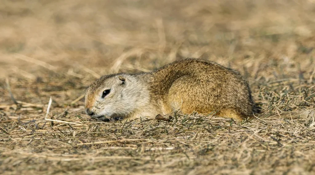 wildlife seasons in Canada during active spring habitat conditions