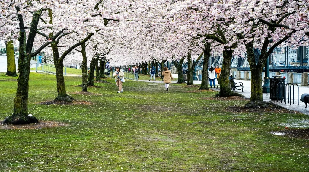Canadian seasons during spring in a public park