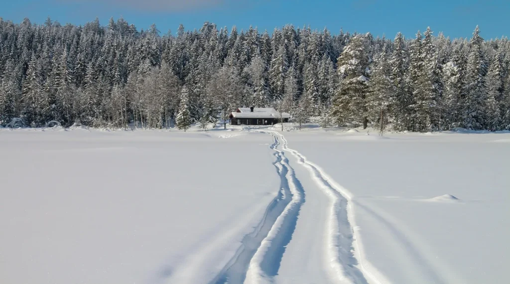wildlife seasons in Canada during winter with tracks in snow