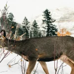 wildlife seasons in Canada across natural habitat and changing landscapes