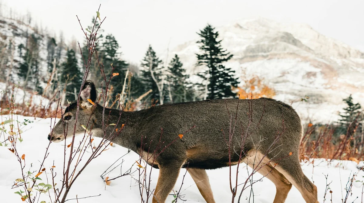 wildlife seasons in Canada across natural habitat and changing landscapes