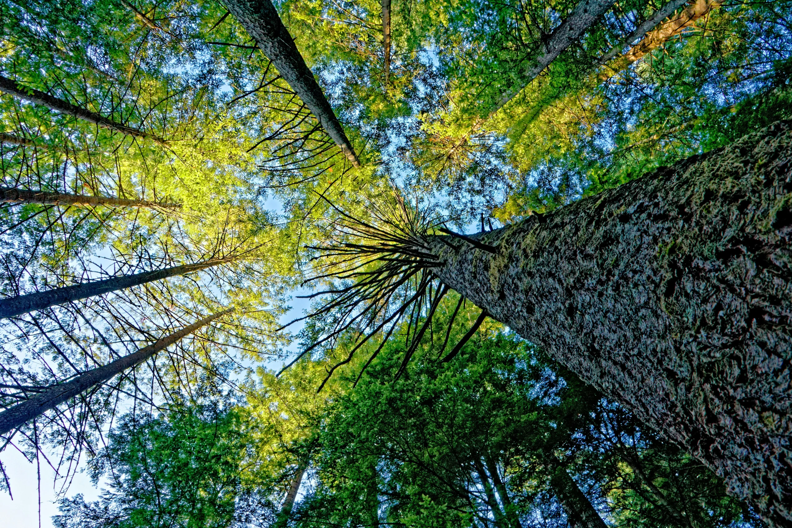 forests in Canada providing habitat for wildlife and plant life