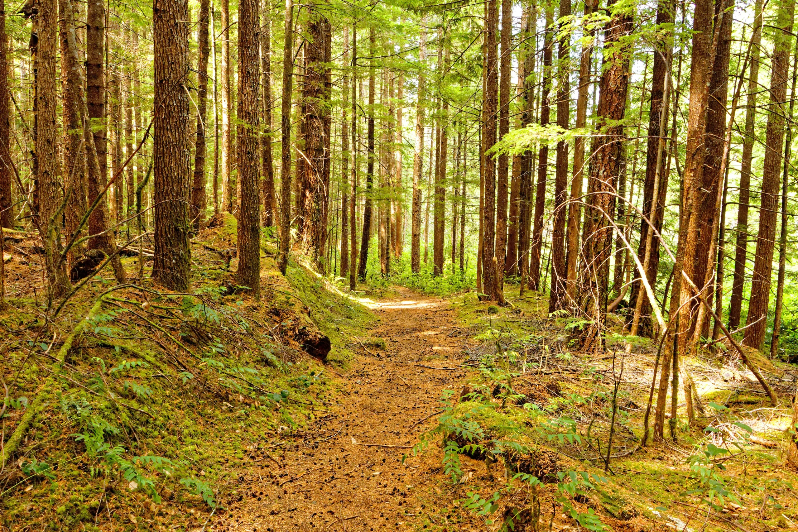 forests in Canada shaping trails and outdoor public spaces
