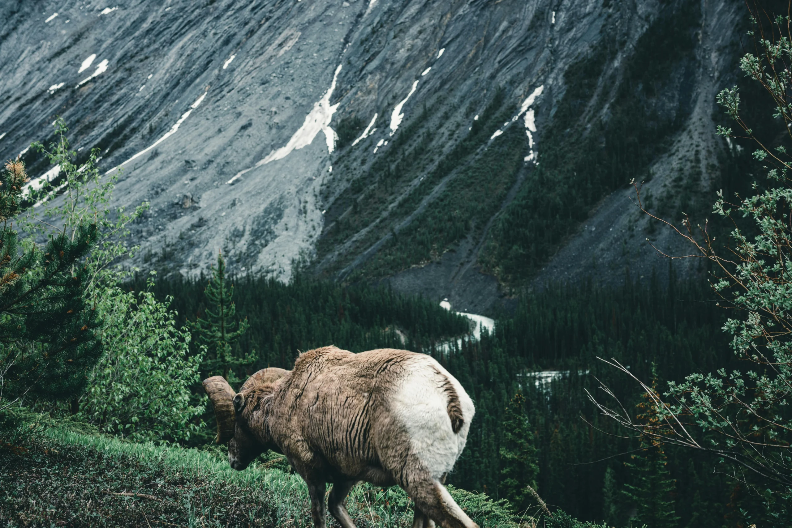 national parks in Canada supporting wildlife habitat