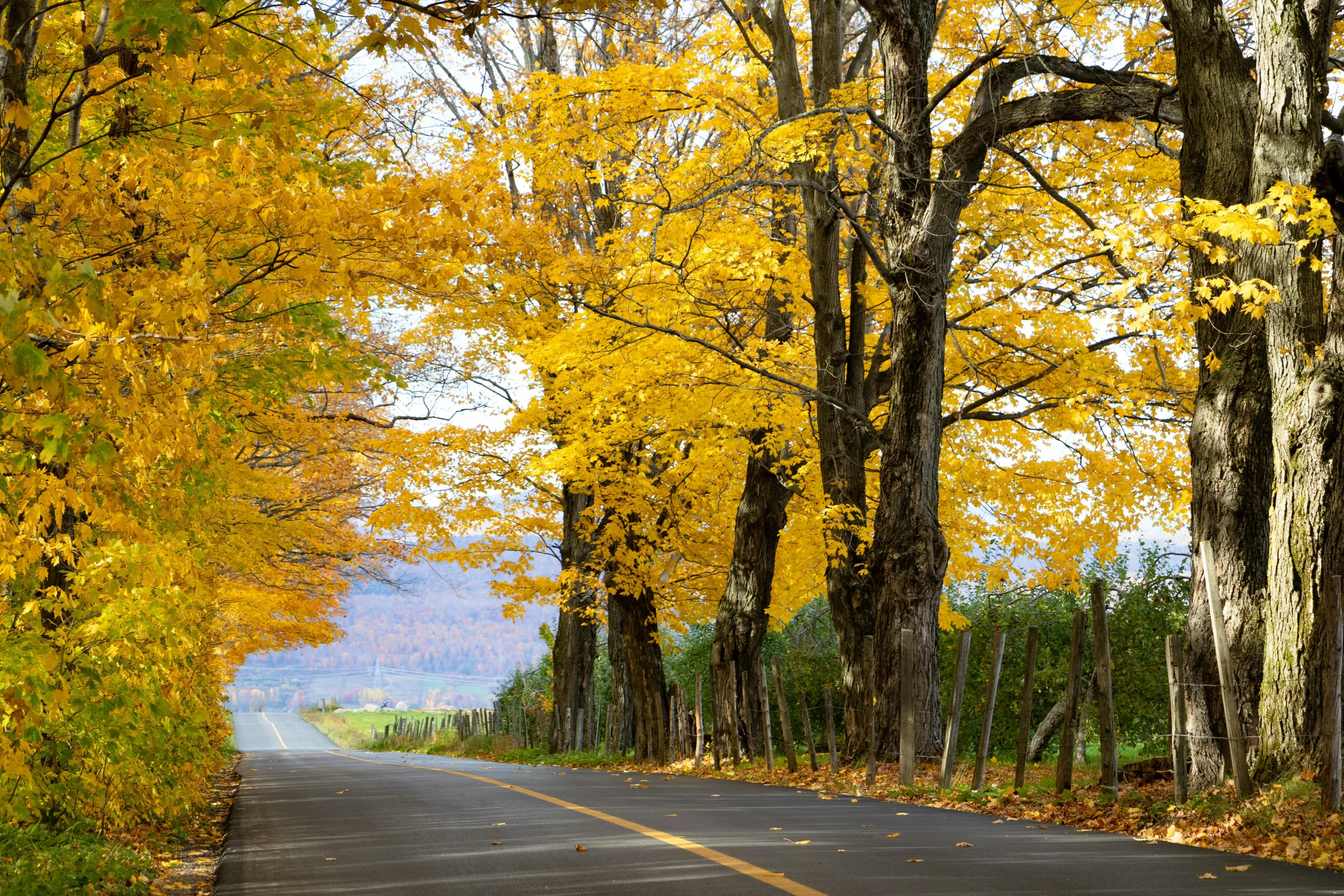 scenic road trip ideas in Canada during fall color season