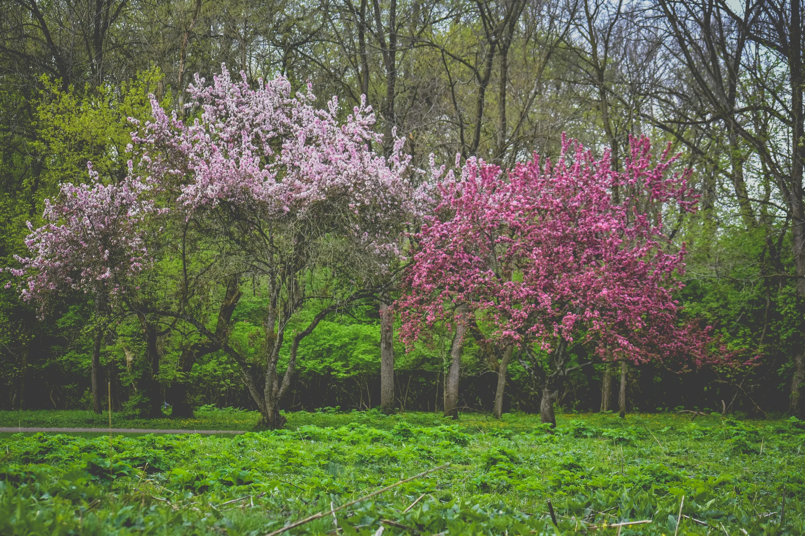 spring in Canada with regional seasonal change and fresh greenery