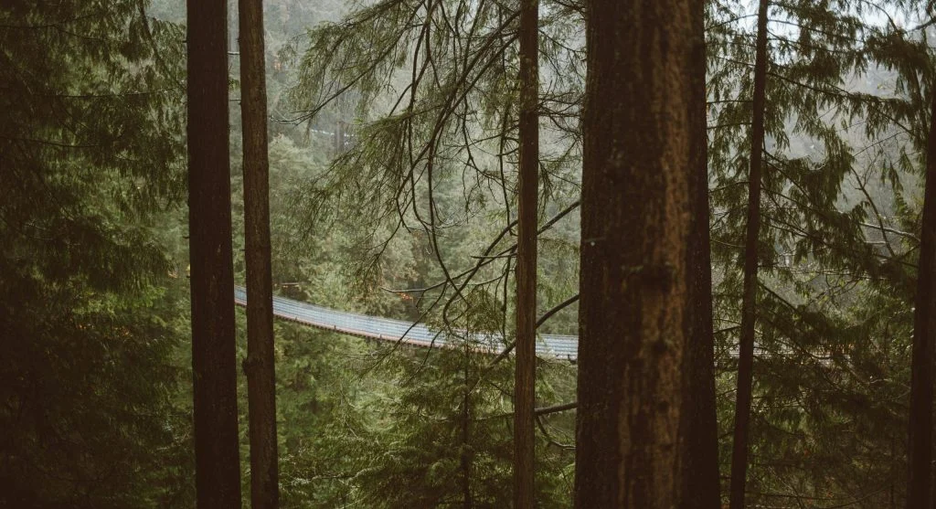 Misty landscape with softened light and fading tree lines in Canada