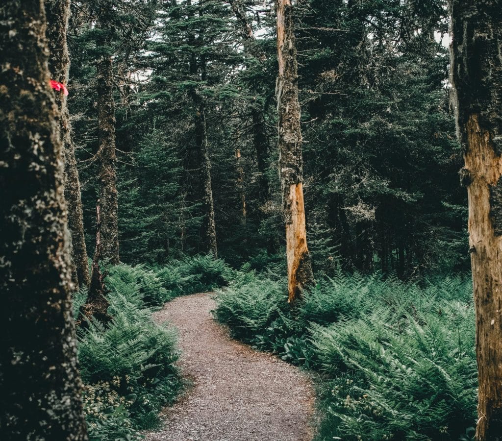 Person taking a break in a Canadian park with a clear walking path
