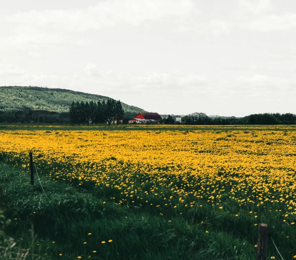 Meadow in Canada with open natural scenery and seasonal plant life