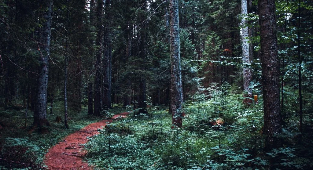 Forest openings in Canada altering the ambiance of a woodland trail