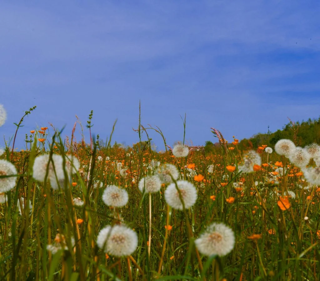 Meadow in Canada with diverse plants and flowers