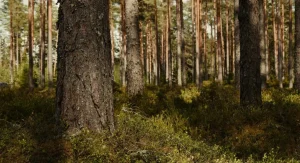 Light-filled forest clearing surrounded by trees in Canada