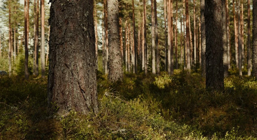 How Forest Openings Create a Different Kind of Nature Experience Across Canada