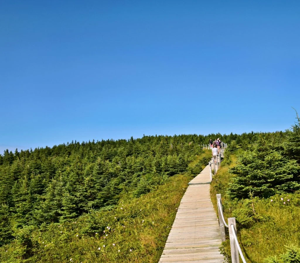 Person walking on a peaceful forest path in Canada