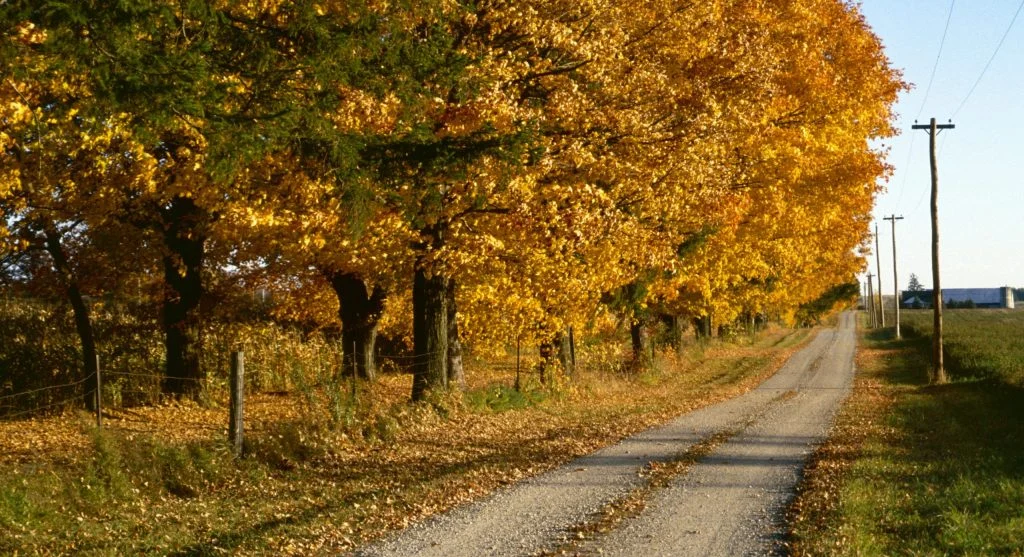 Scenic tree-lined roads in Canada with autumn foliage