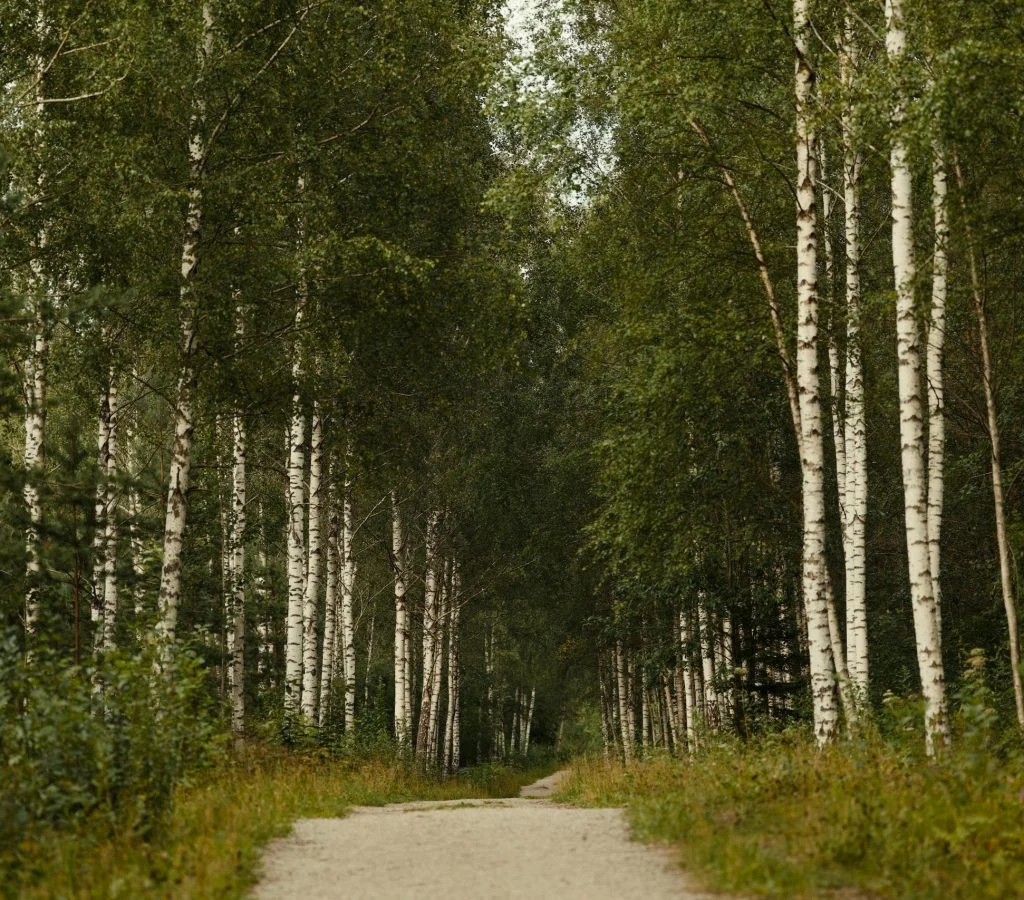 peaceful outdoor path in Canada surrounded by trees and nature