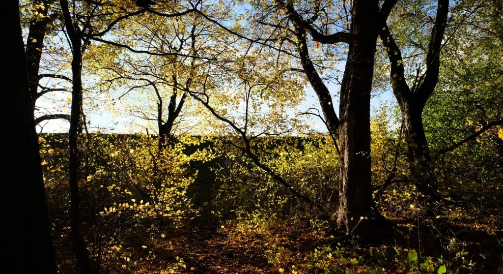 Forest openings in Canada with changing light and natural contrast