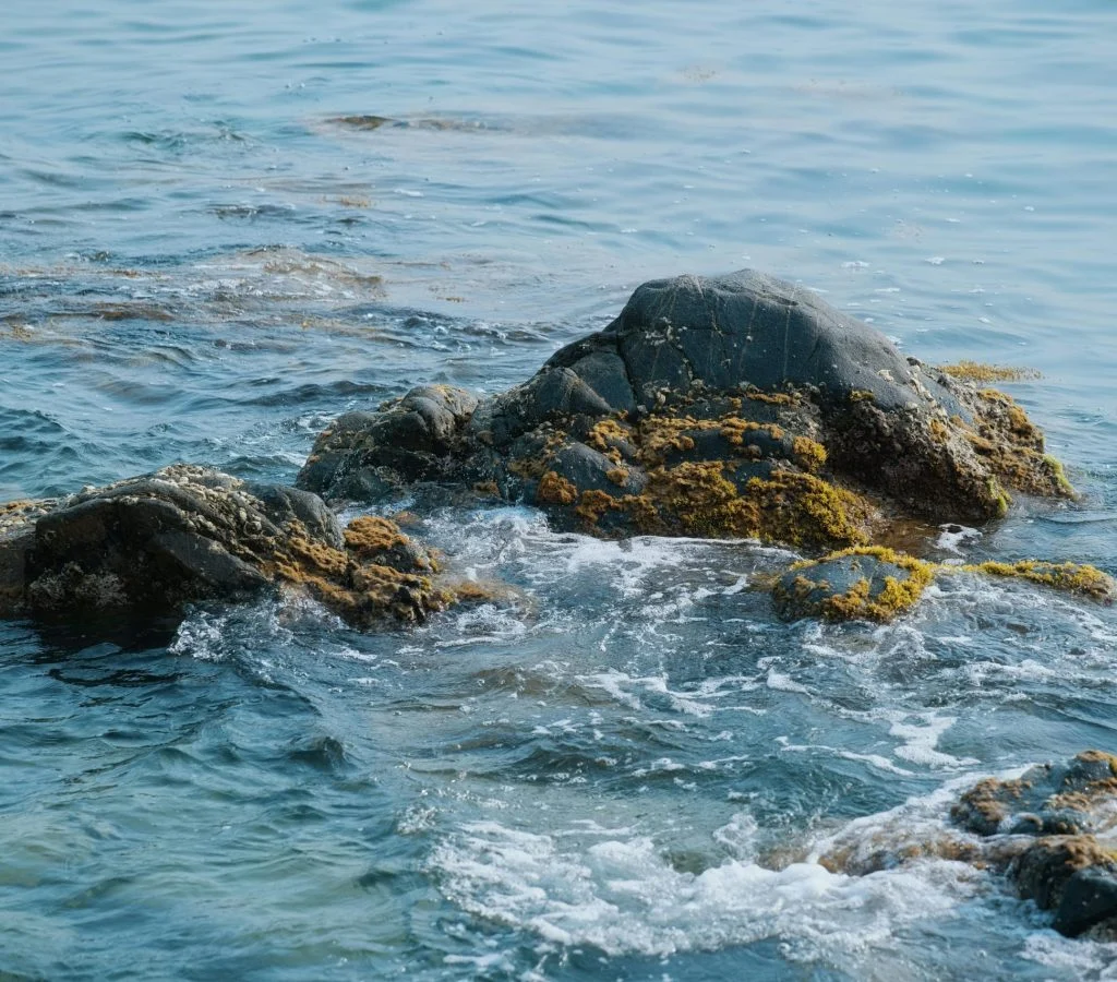 Serene Canadian shoreline with lush greenery and diverse wildlife