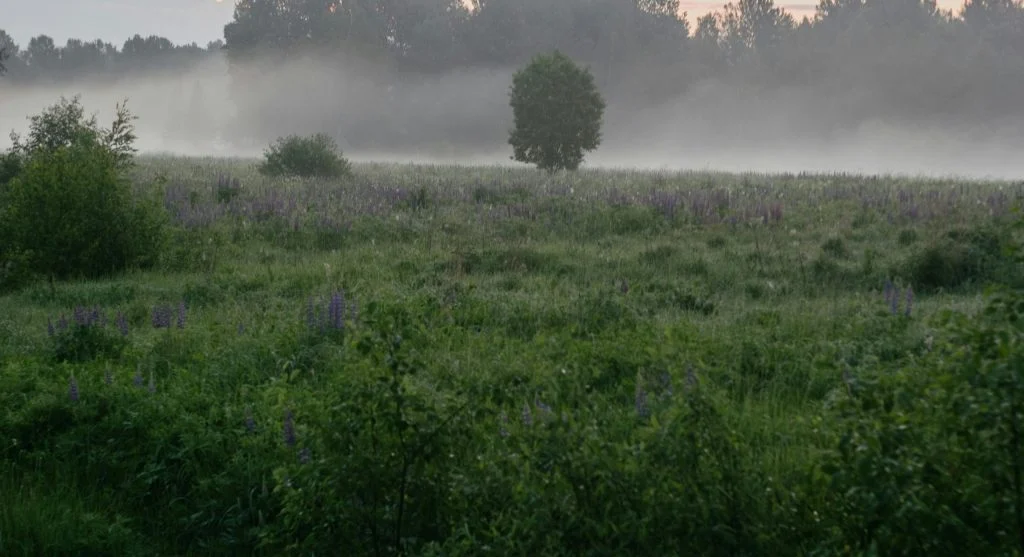 Misty landscape over open natural land in Canada during seasonal change