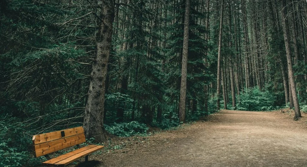 serene forest trail in Canada