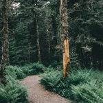 calm forest path in Canada