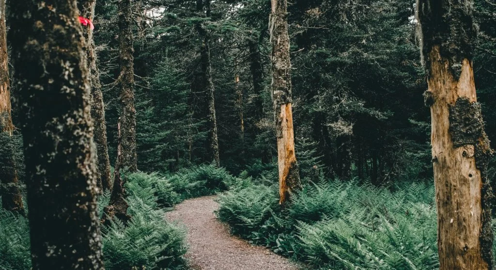 calm forest path in Canada