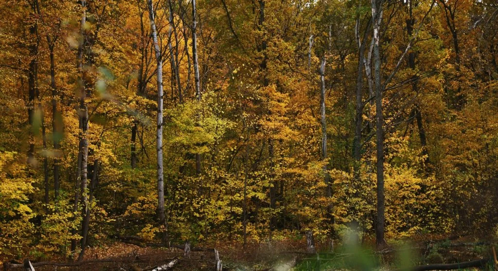 Person enjoying outdoor activities during early autumn in Canada