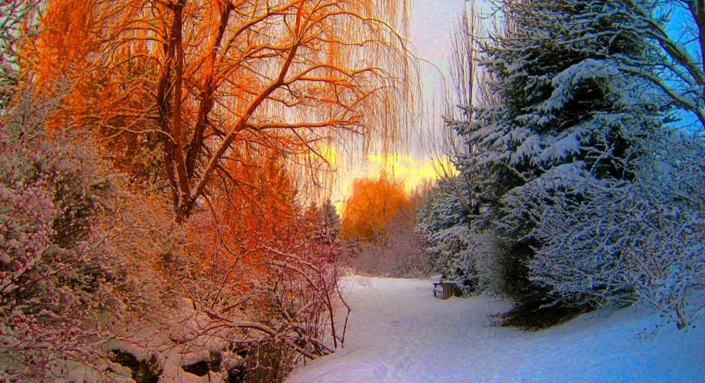 Canadian winter landscape with warm sunlight