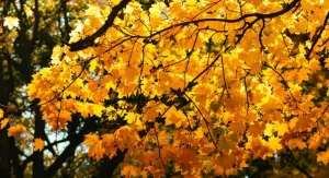 Vibrant fall foliage in Canadian public space