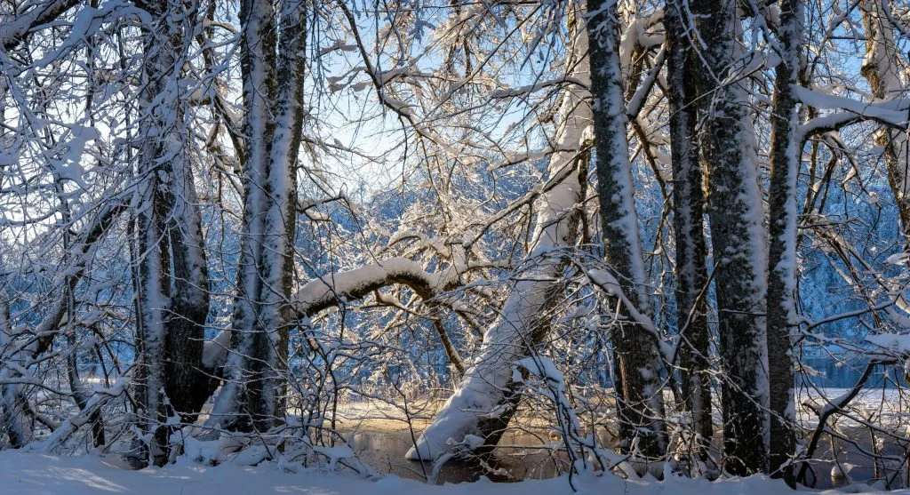 winter sunlight on snow Canada