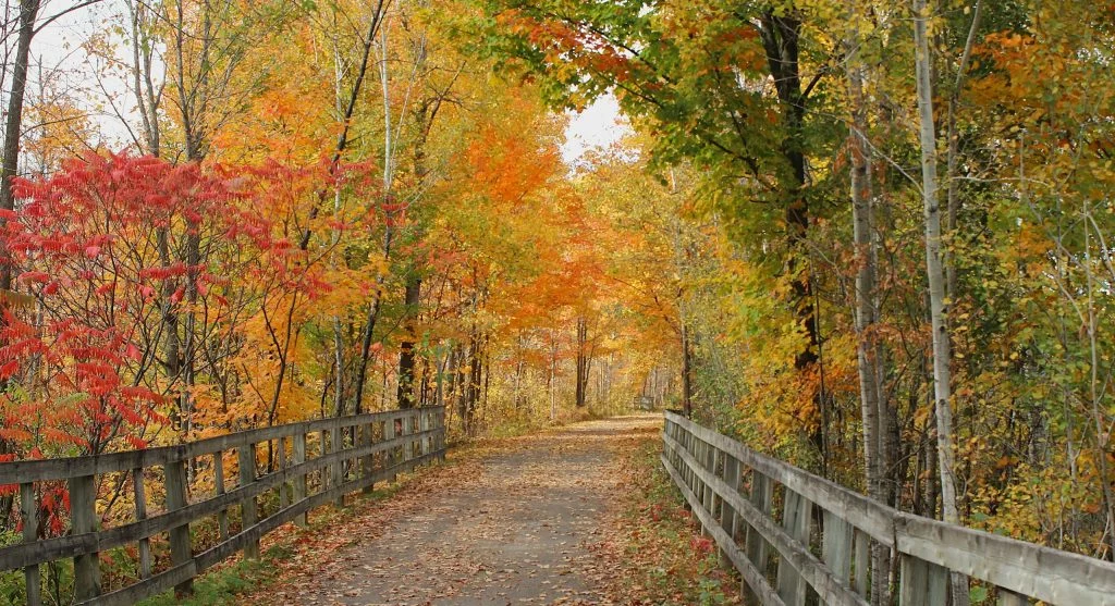 Misty Canadian landscape during early autumn