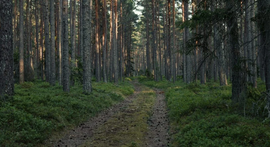 forest walk in Canada with tree cover