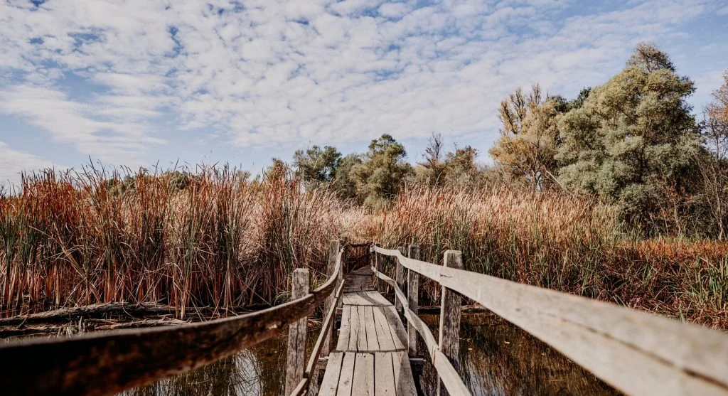 Canadian wetlands boardwalk reflection