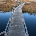 Canada wetlands boardwalk with reeds