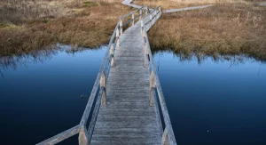Canada wetlands boardwalk with reeds