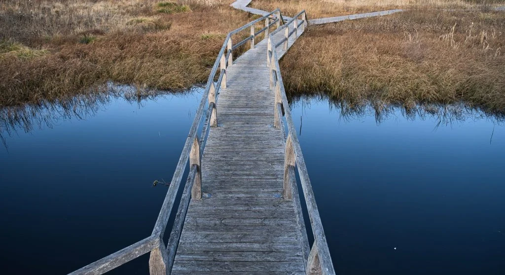 Canada wetlands boardwalk with reeds